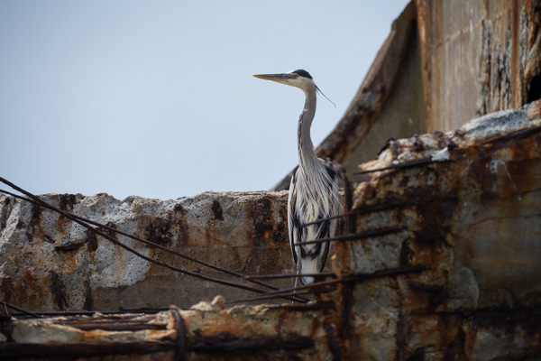heron