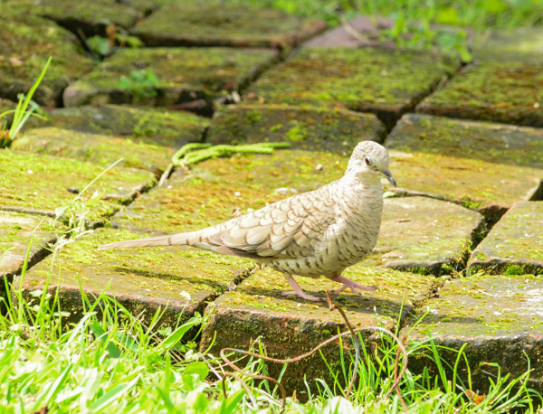 groundbirds