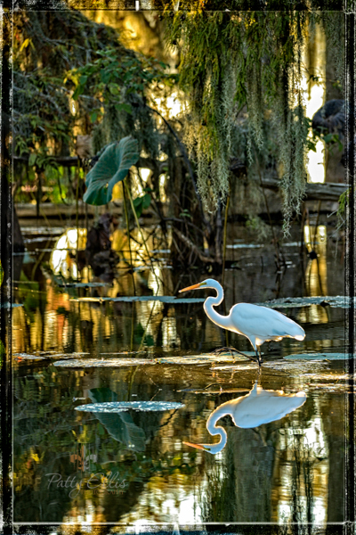 Egret