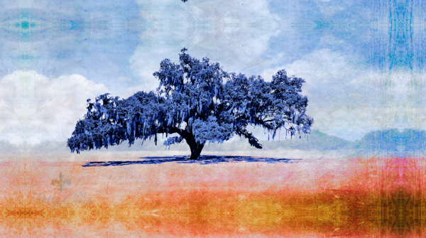 Blue Oak
