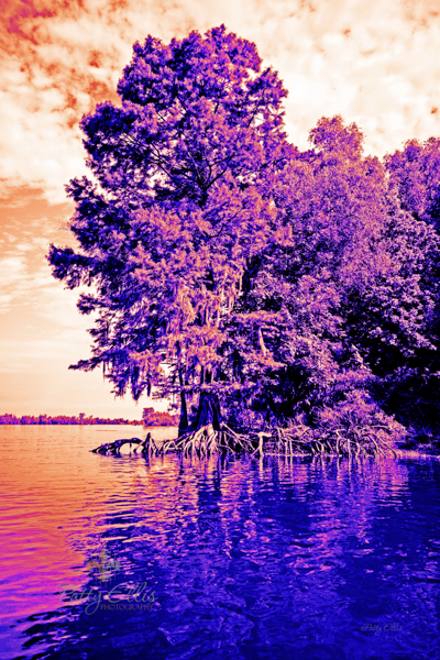 roots